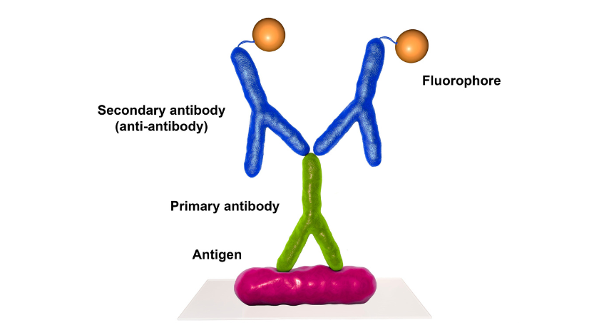 1955 blanket lined type-3
